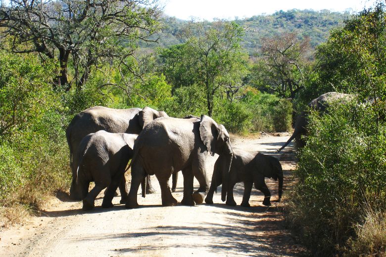 Leaving Only Footprints: Embracing Sustainable Safari Experiences